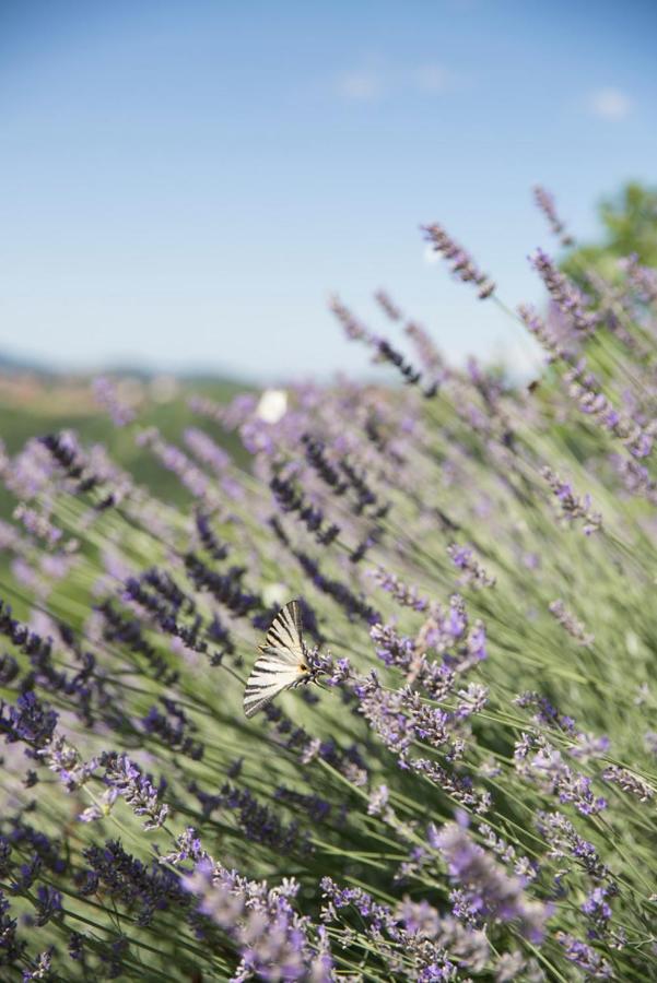 Farmstay Kmetija Stekar คอจส์โค ภายนอก รูปภาพ