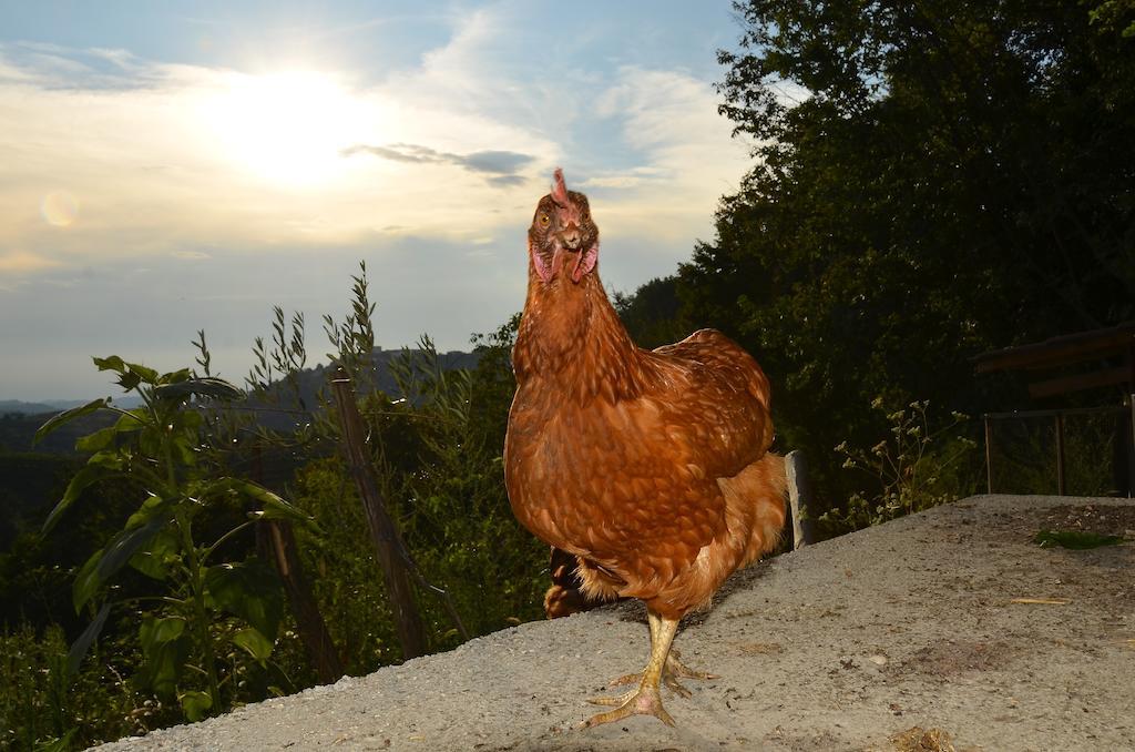 Farmstay Kmetija Stekar คอจส์โค ภายนอก รูปภาพ